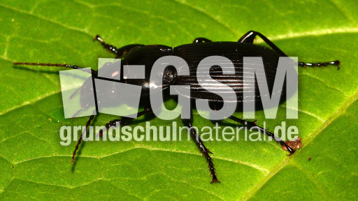 Gemeiner Grabkäfer (2).jpg